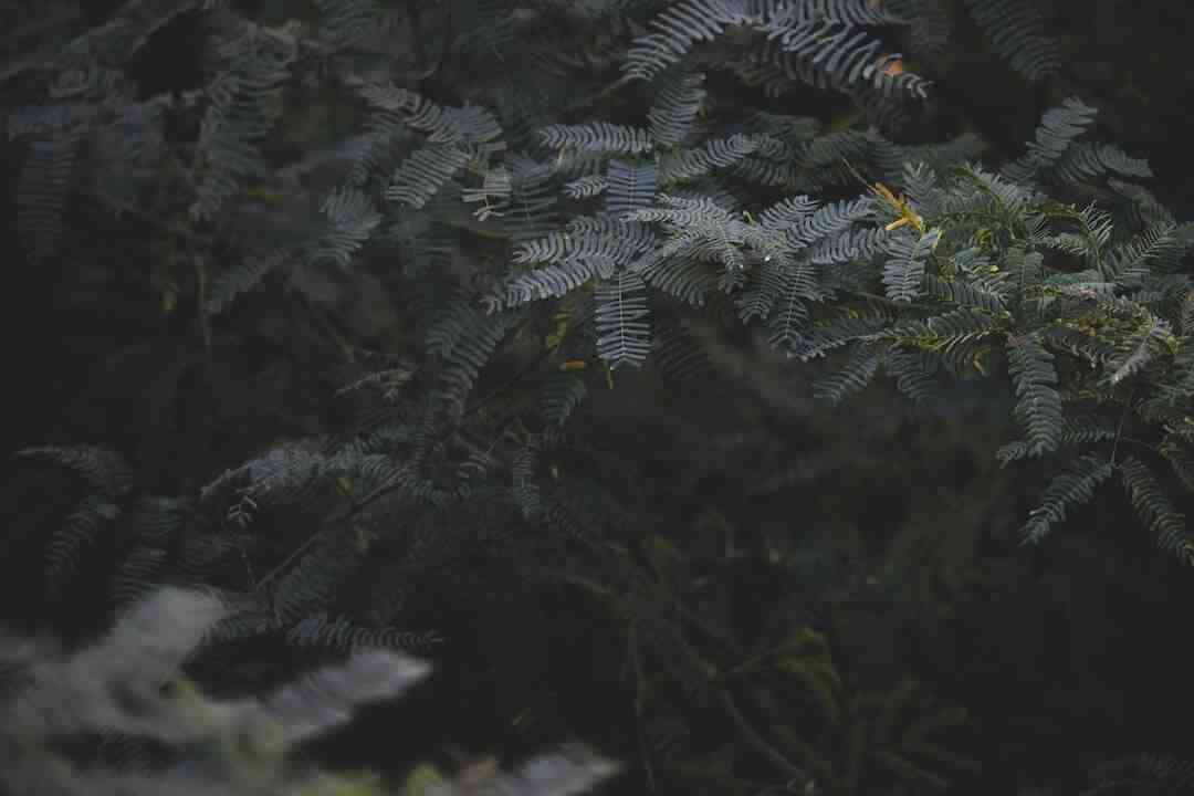 Est-ce que des chats peuvent partager la même litière ?