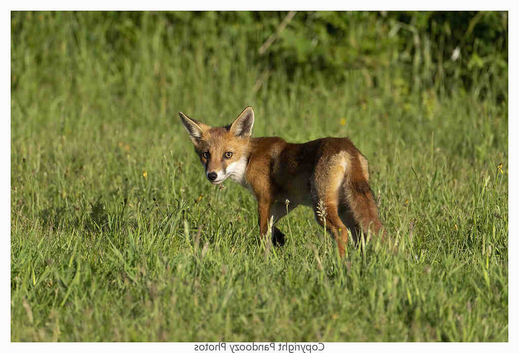 Est-ce que iOS 15 est compatible avec l'iPhone XR ?