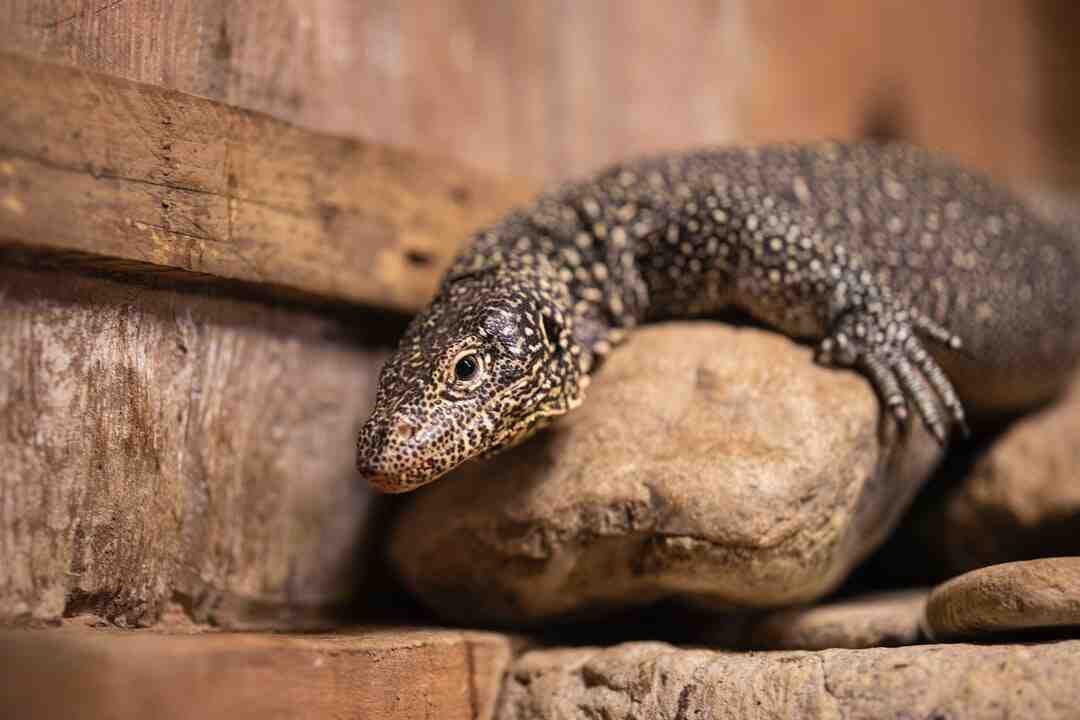 Est-ce que le streaming est payant ?