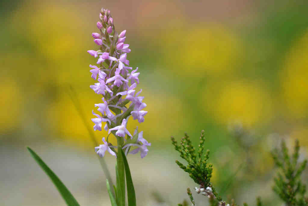 Est-ce que les moucherons se reproduisent ?