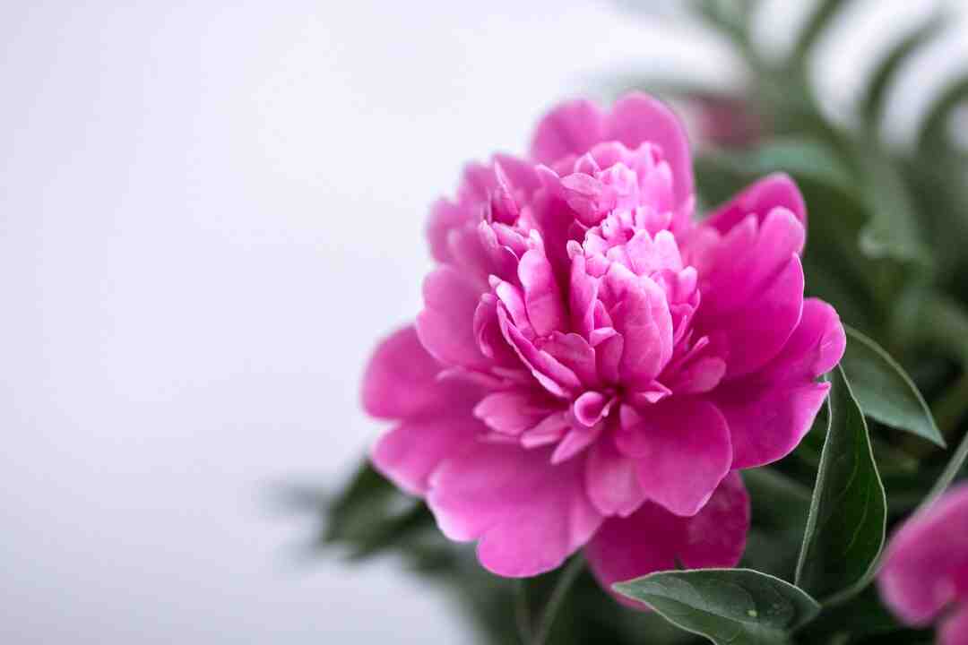 Pourquoi faire un karaoké ?