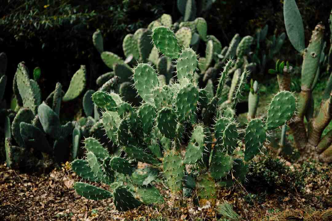 Pourquoi les Chinois n'ont pas d'acné ?