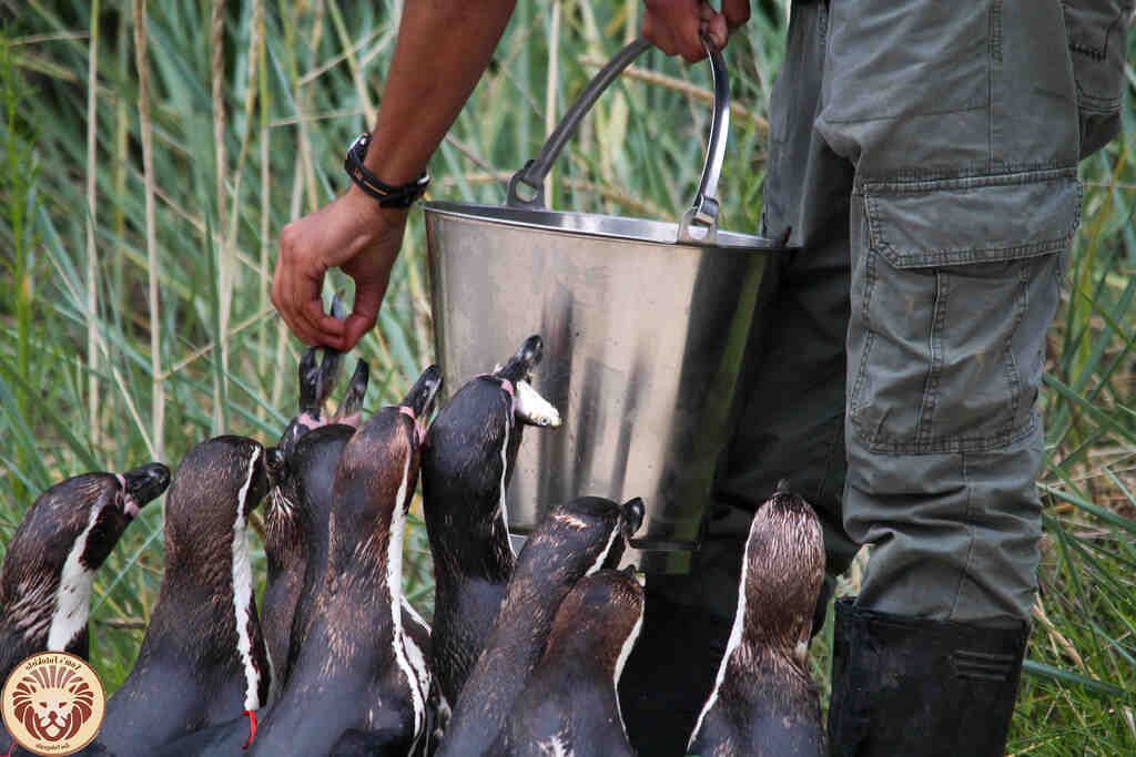 Pourquoi l'état de ma batterie iPhone diminue rapidement ?