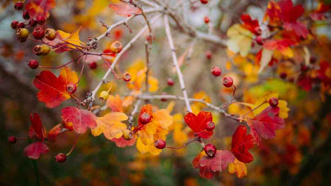 Quand faire jardinière automne ?