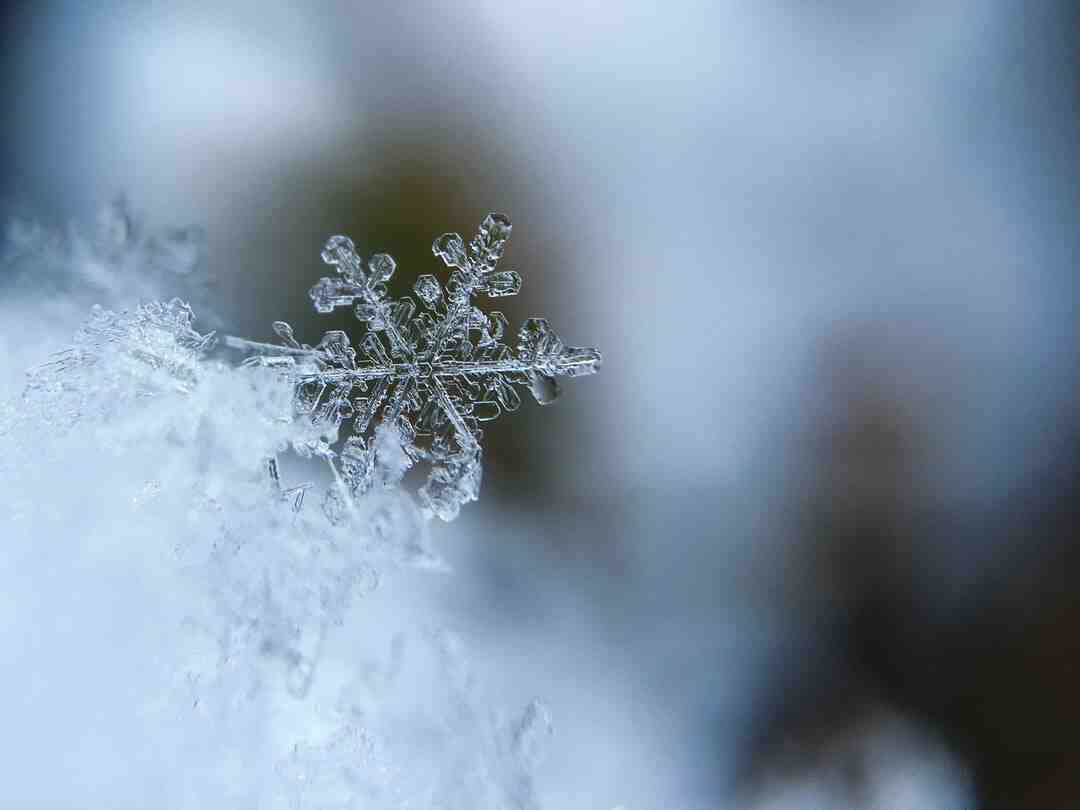 Quel goût à la confiture de sureau ?