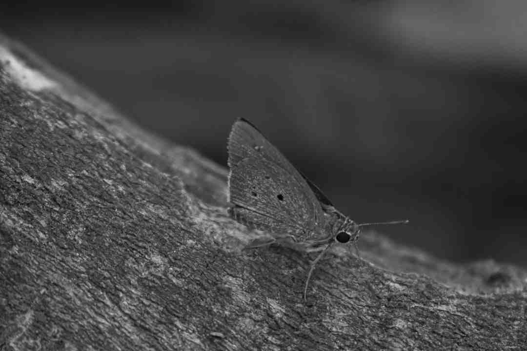 Quel motif pour resilier SFR ?