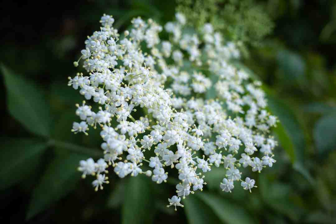 Quel sureau pour la confiture ?