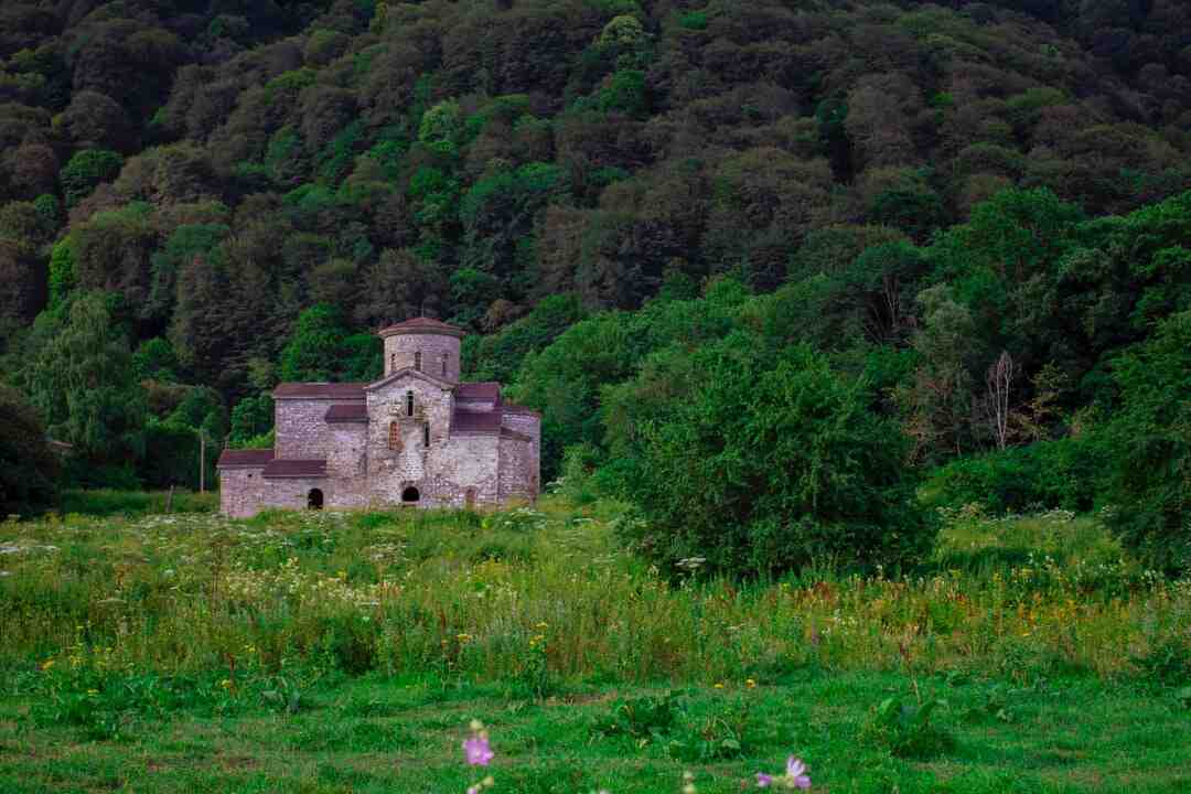 Quelle différence entre l'acacia et le mimosa ?