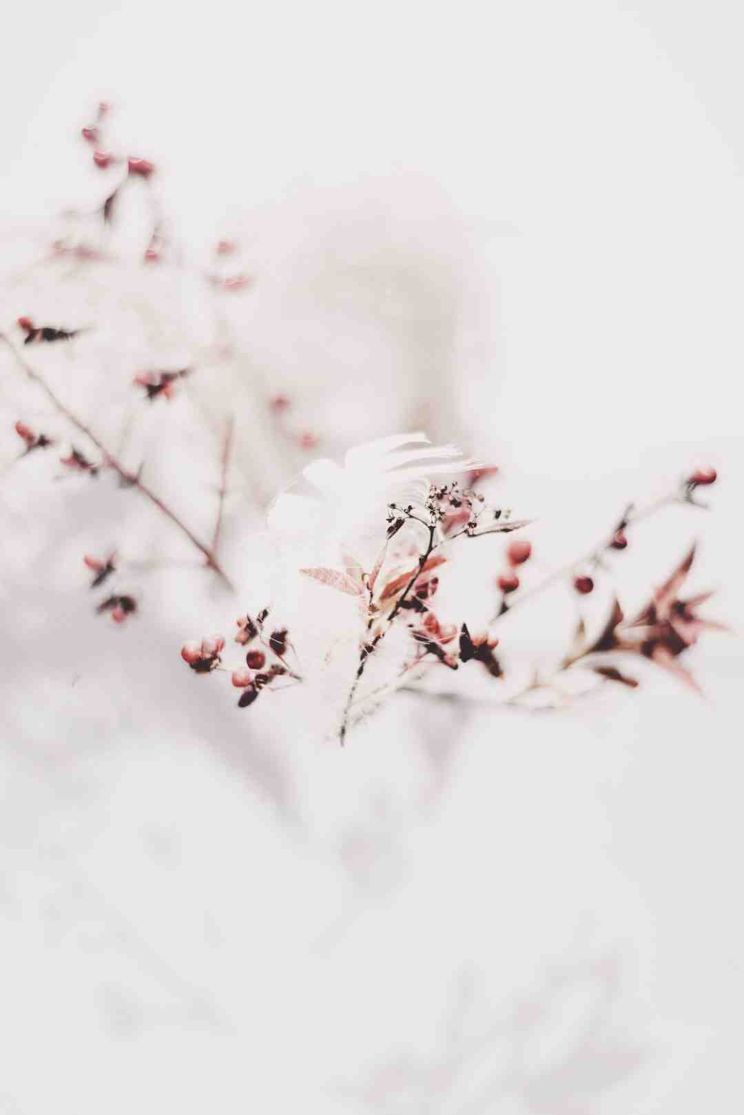 Quelle fleur ne gel pas en hiver ?