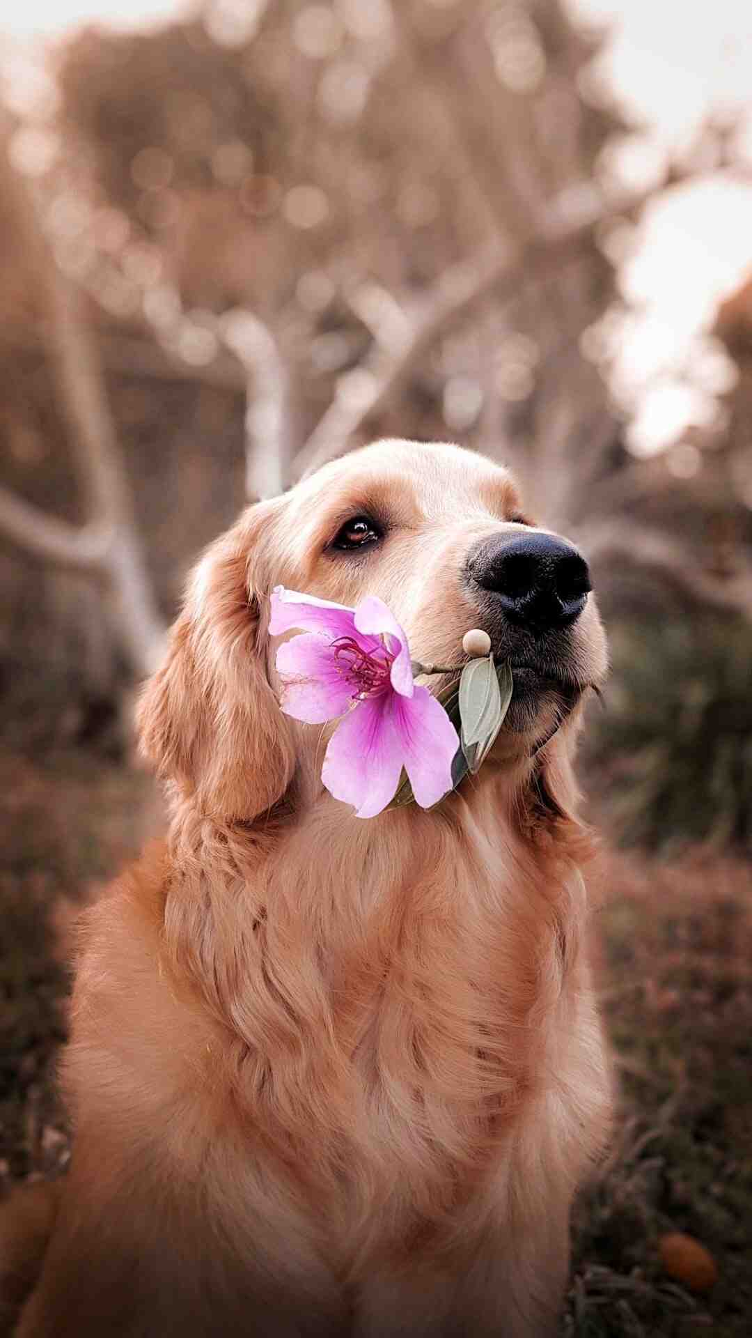 Quelle heure dernier pipi chien ?