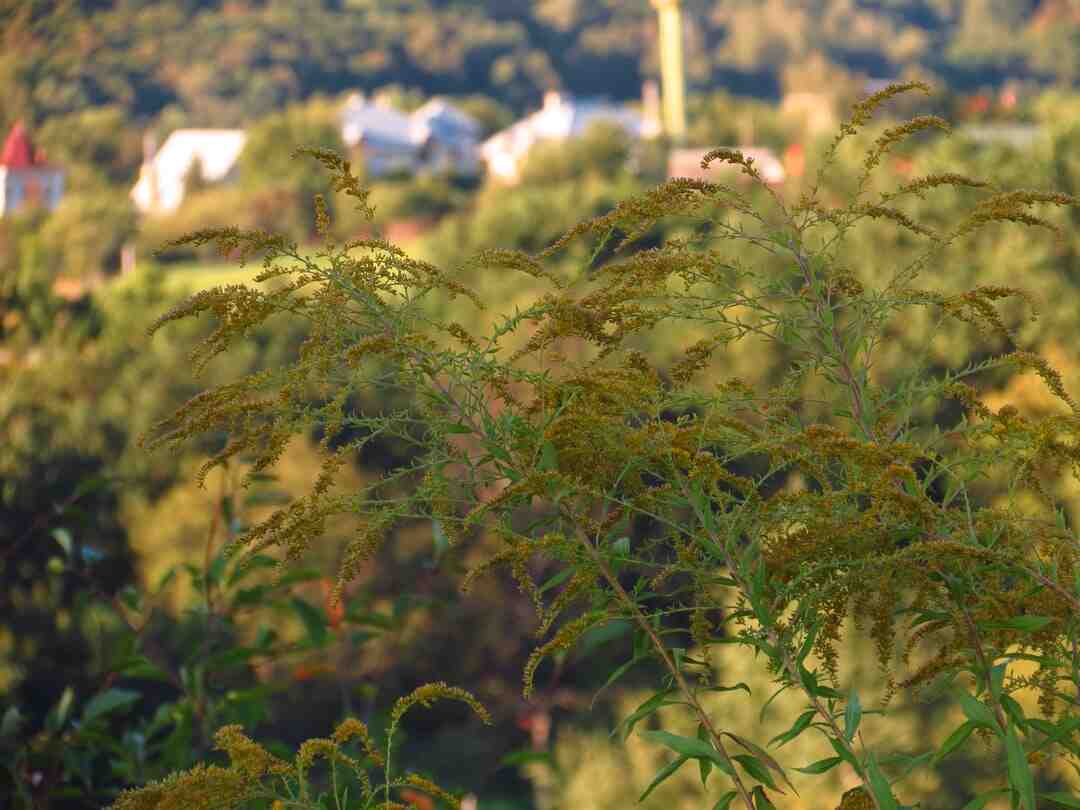 Quelle odeur fait fuir les moustiques ?