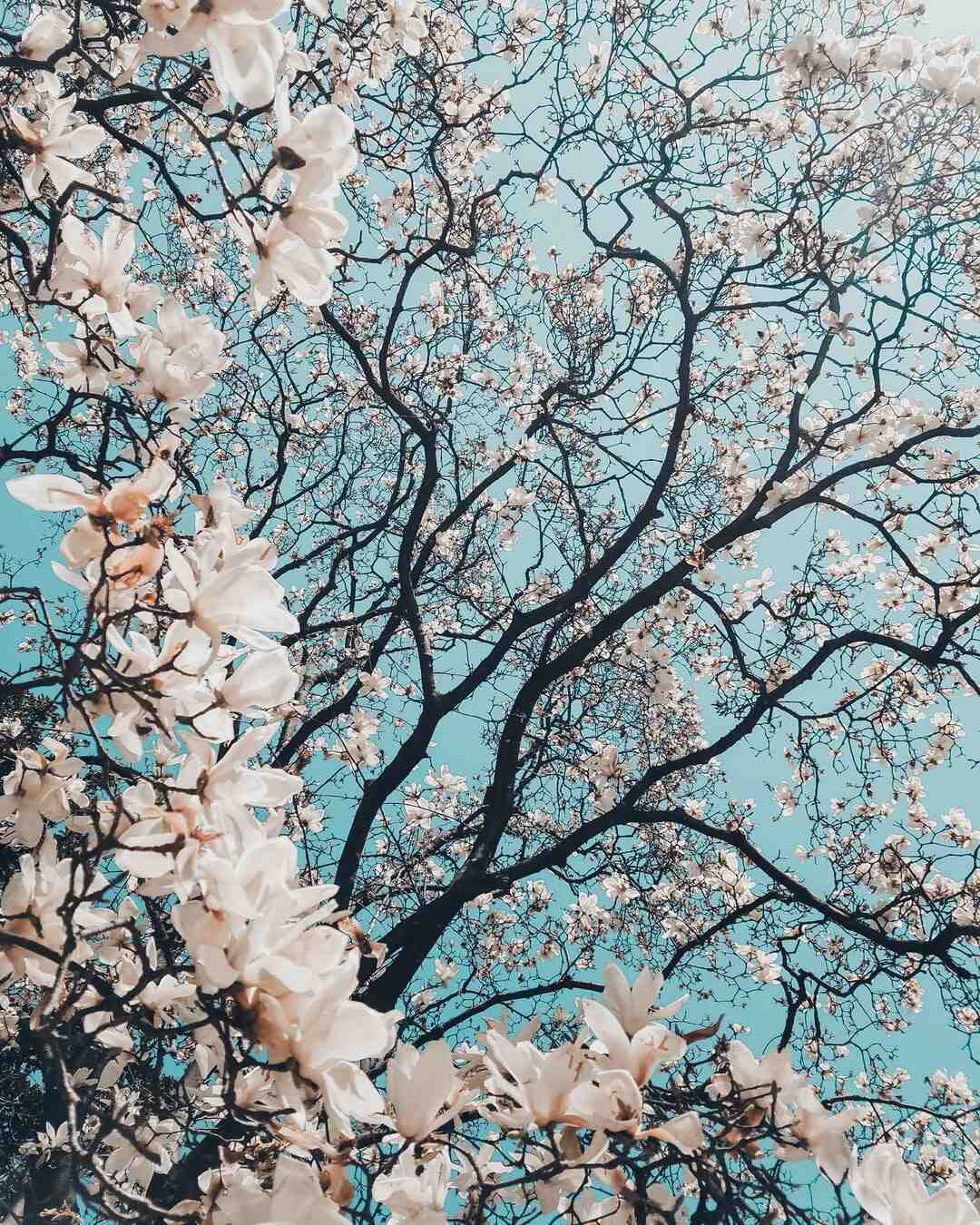 Quelles sont les vertus de la fleur d'acacia ?