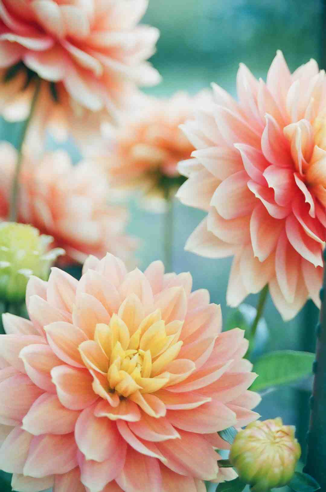 Qu'est-ce qu'on peut faire avec des fleurs d'acacia ?