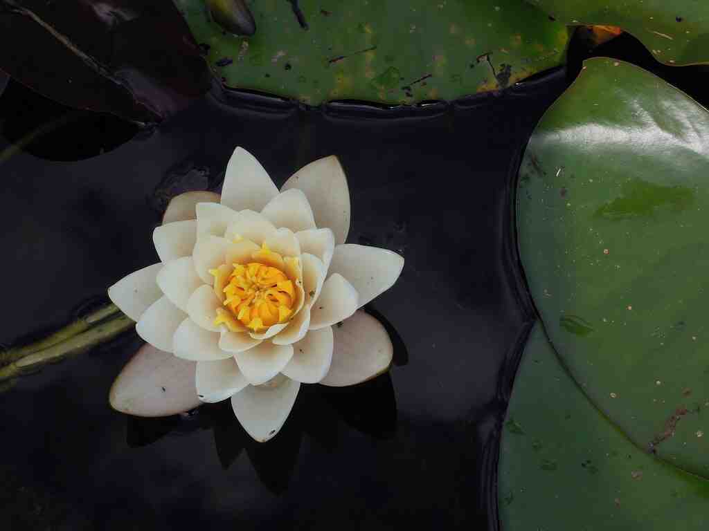 Qui mange de l'Acacia ?