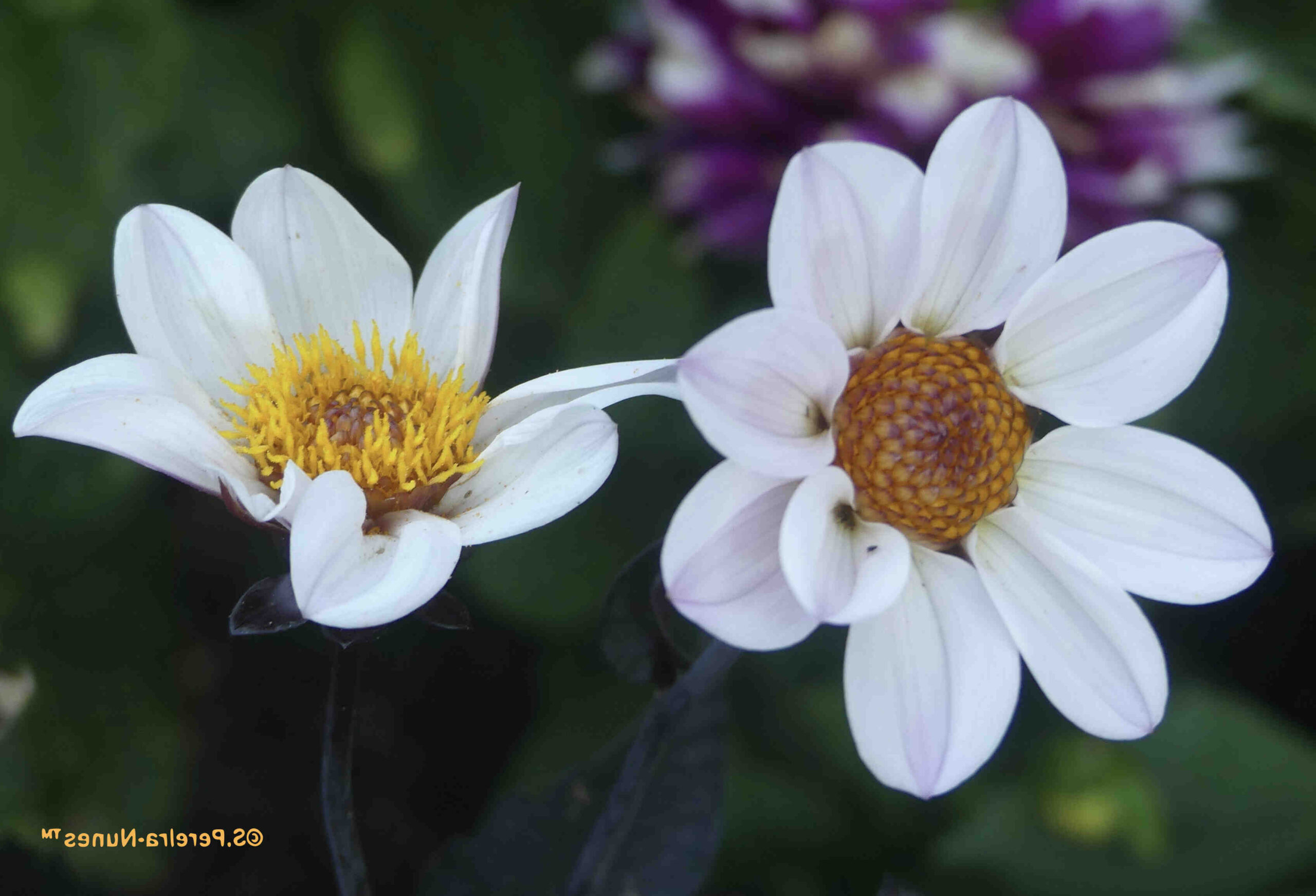 Comment améliorer sa 4G sur iPhone ?