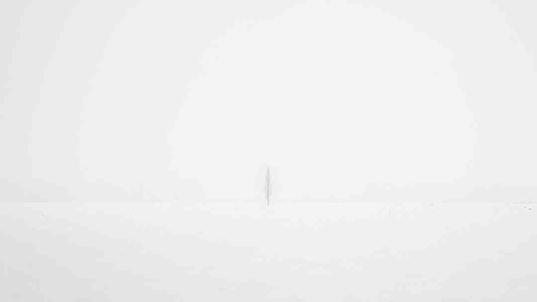 Comment chasser les mouches définitivement ?