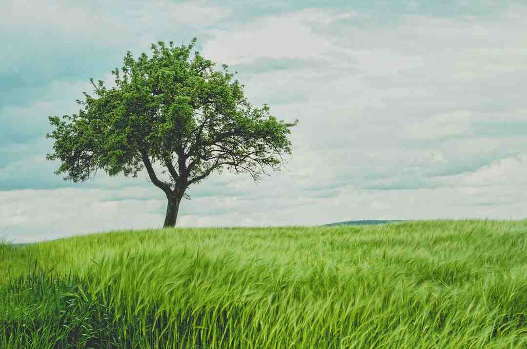 Comment décorer un plateau en bois avec des serviettes ?