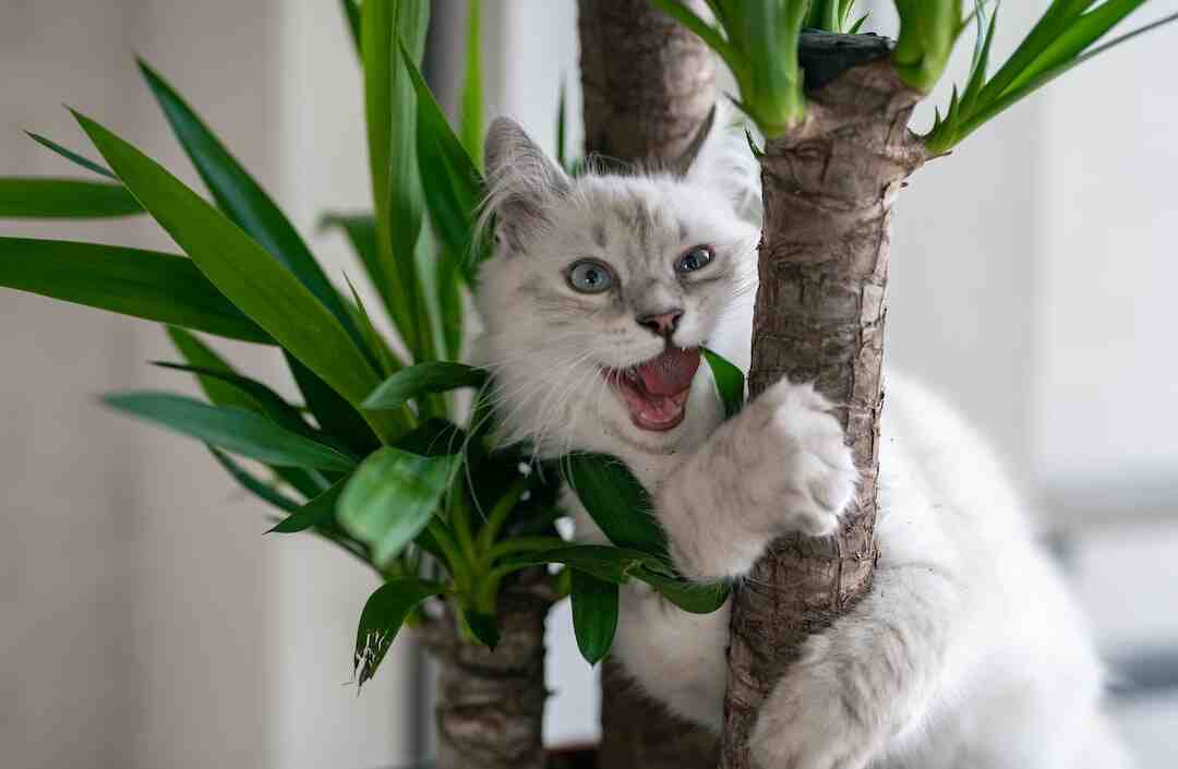 Comment désinfecter un arbre à chat ?