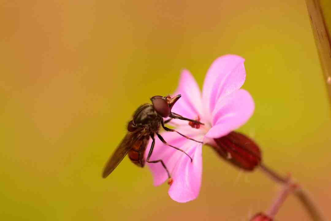 Comment dessiner des pâquerettes ?