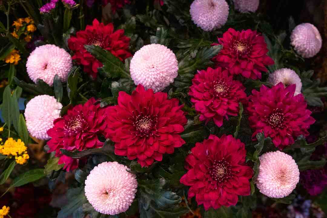 Comment dessiner un tournesol facile ?