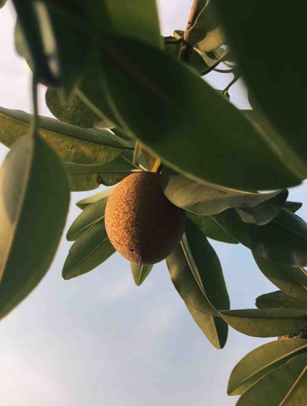 Comment fabriquer des fleur artificielle ?