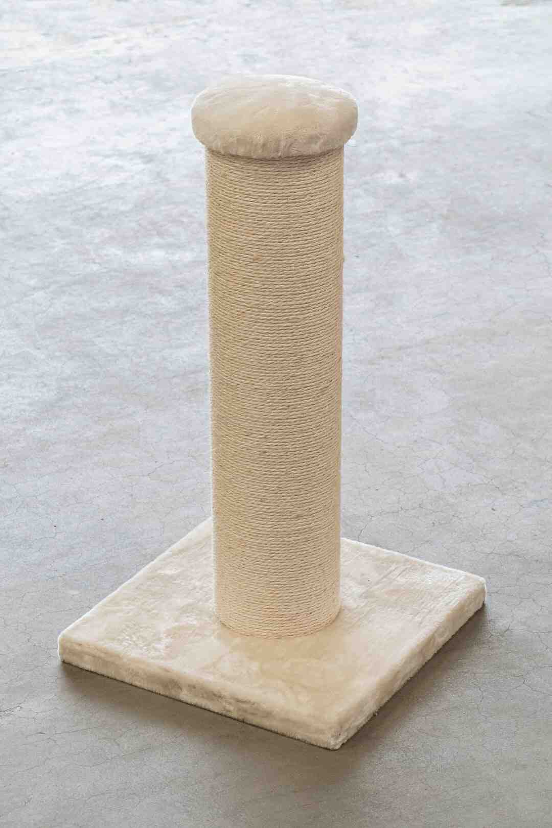 Comment faire pour que mon chat aille sur son griffoir ?