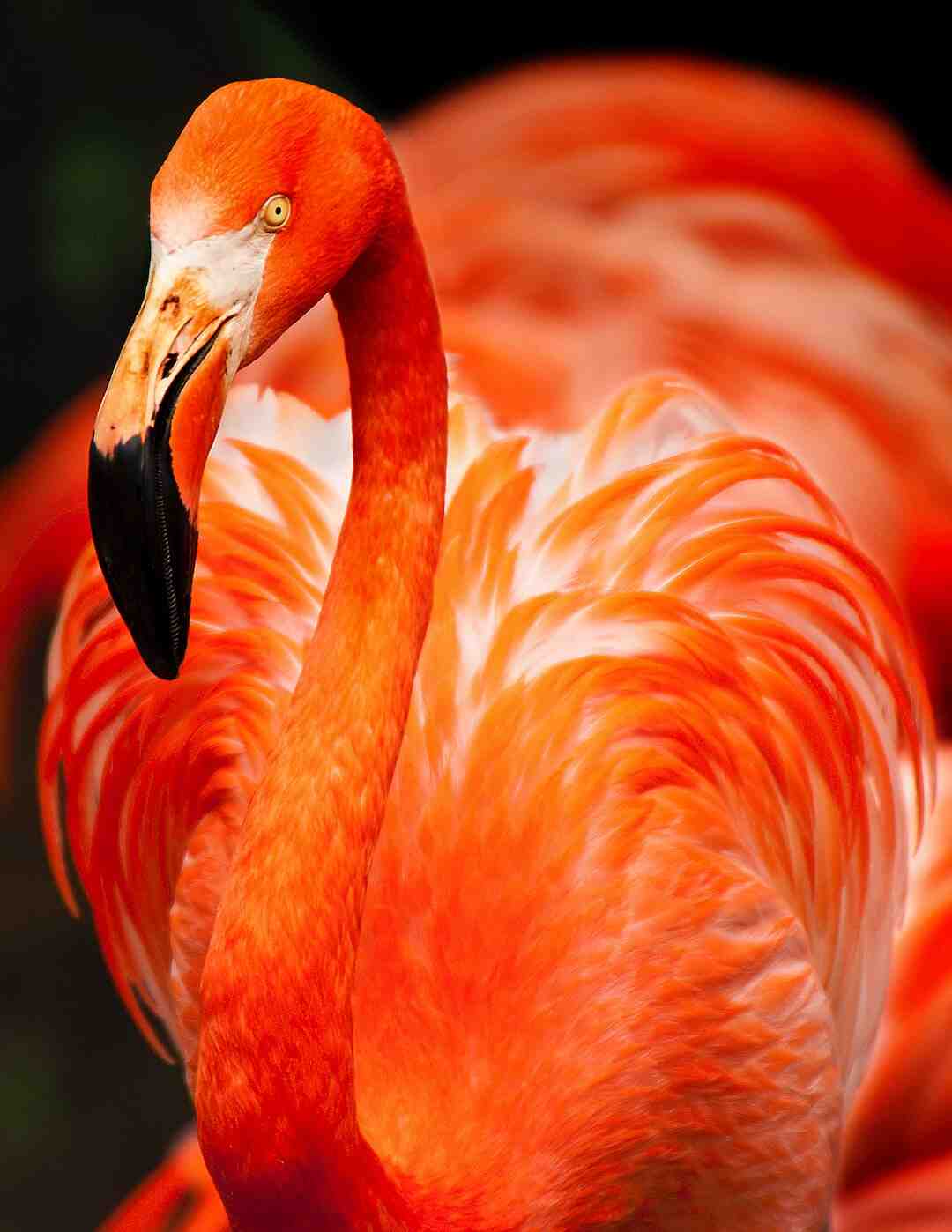 Comment mettre des serviettes de table ?