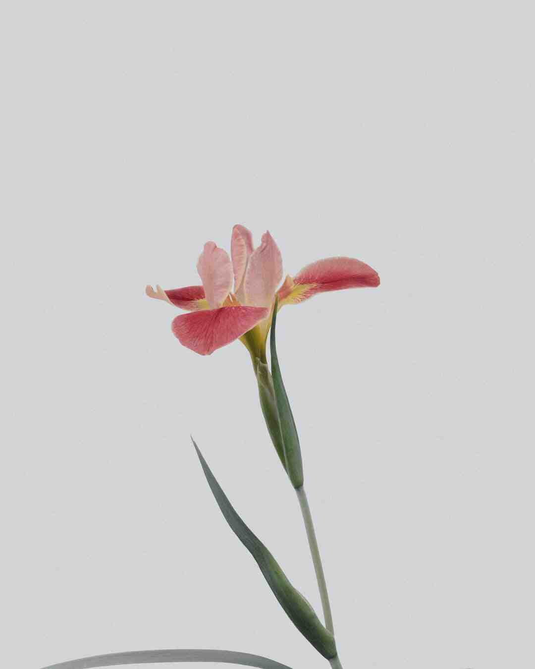 Comment savoir si mon fushia est vivace ?