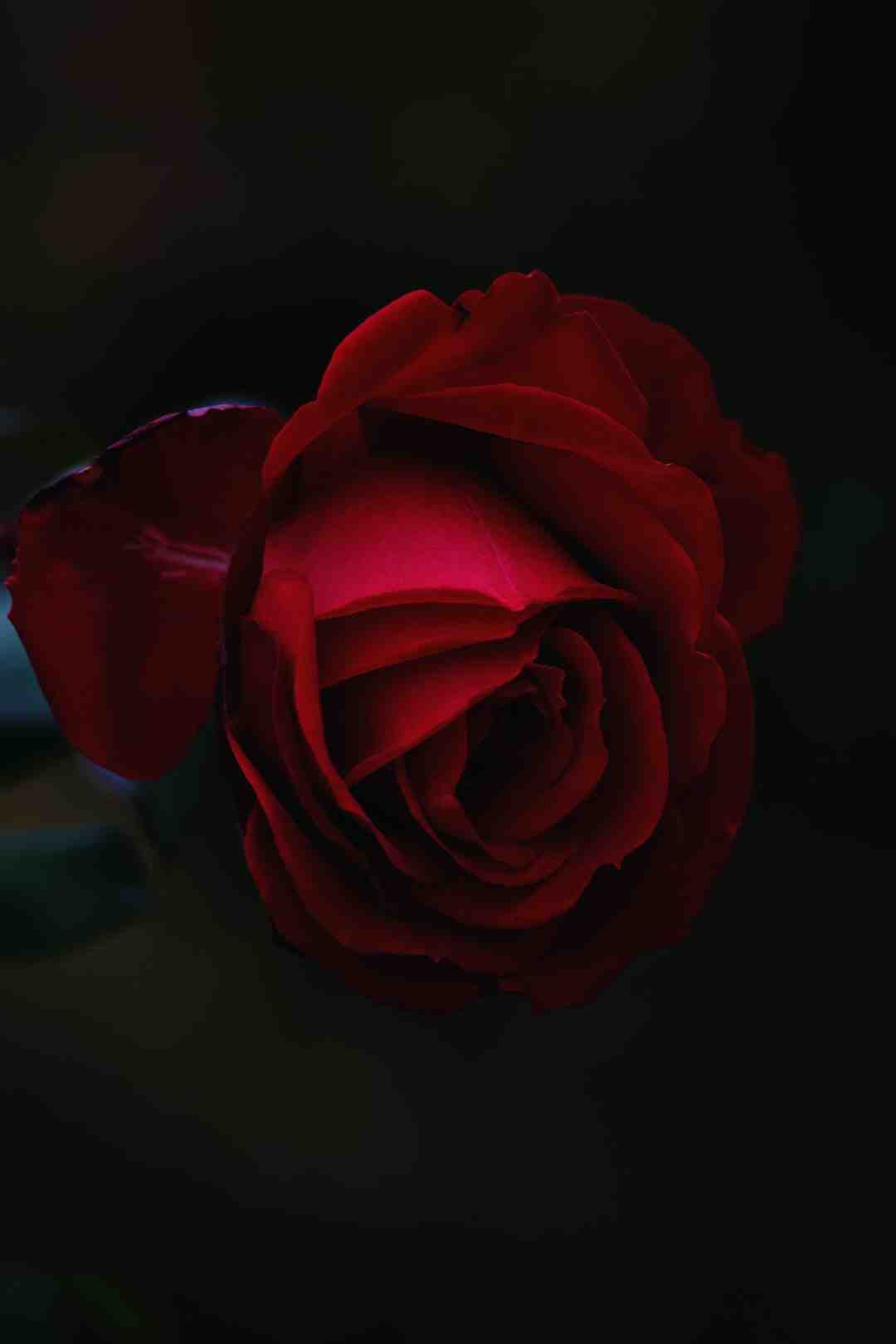 Est-ce que le kalanchoe est toxique ?