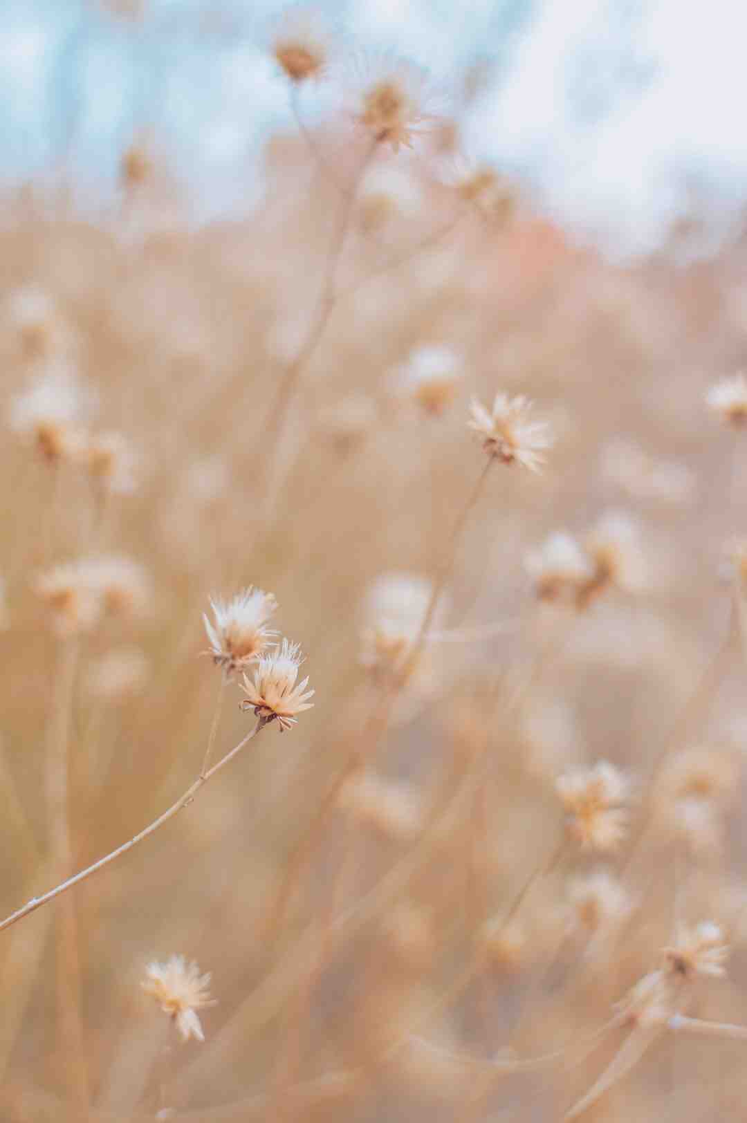 Ou ramener le fantôme Zelda ?