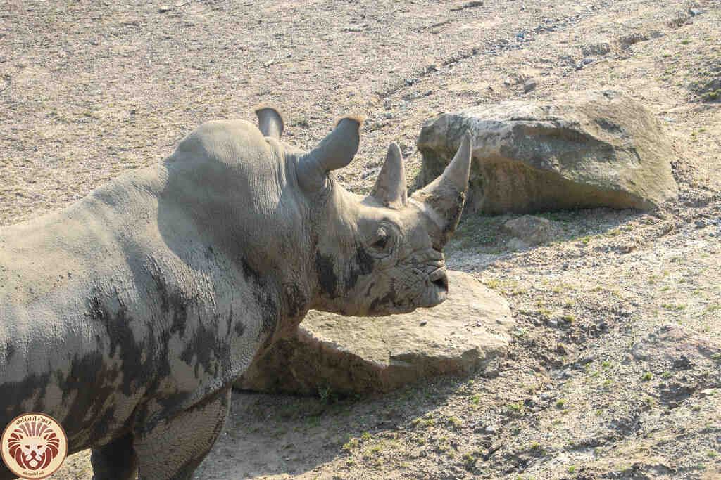 Pourquoi les Coreennes sont si minces ?