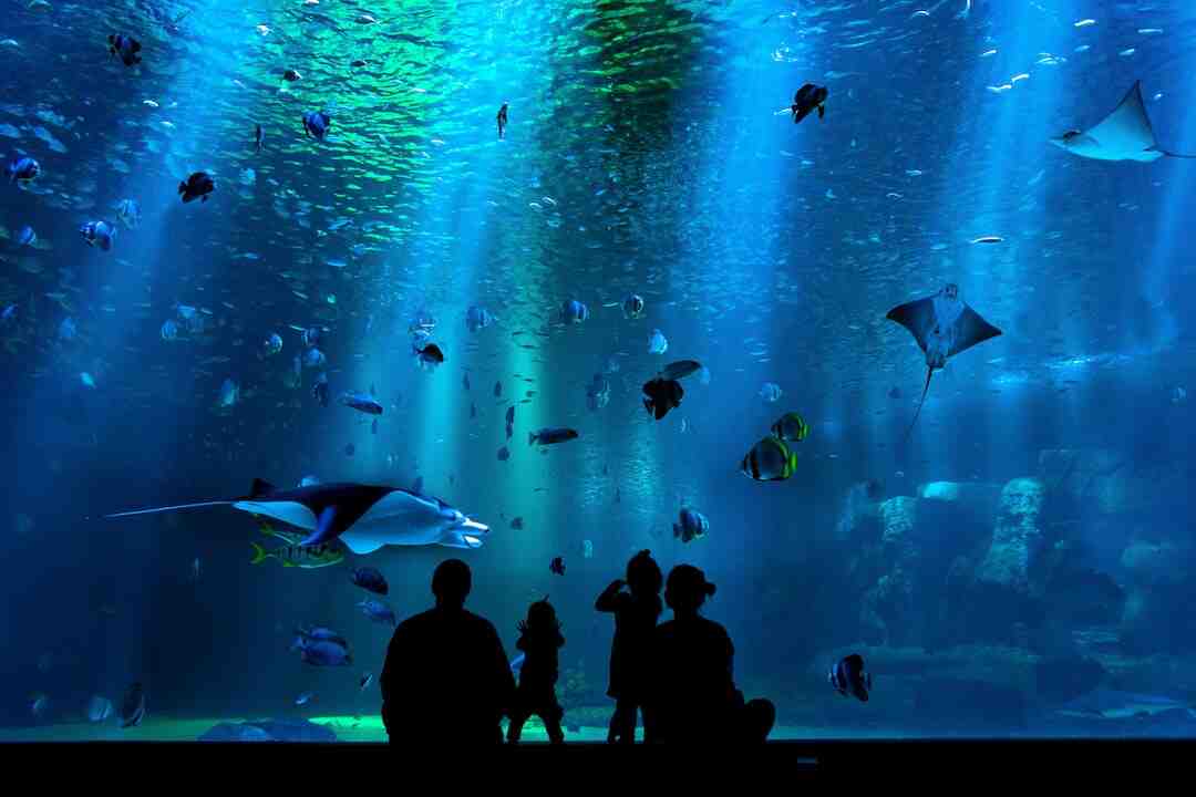 Pourquoi les plantes d'aquarium ne poussent pas ?