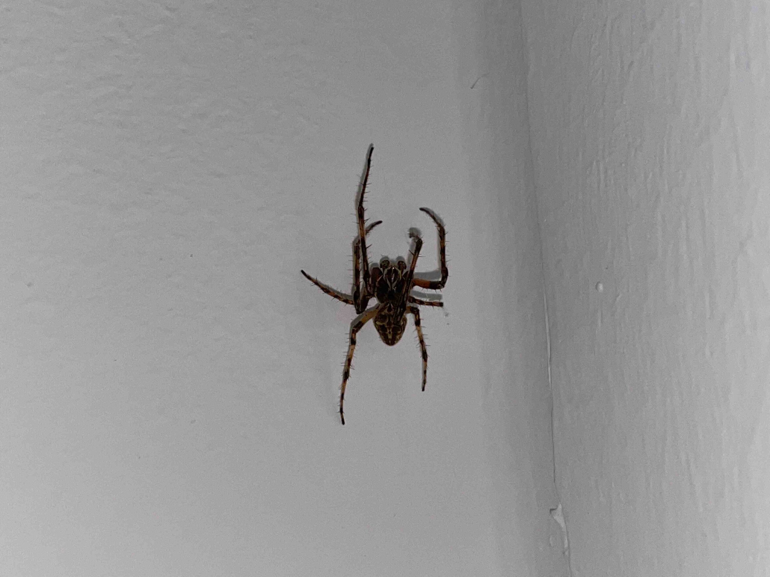 Quel acide utilisé pour déboucher les canalisations ?