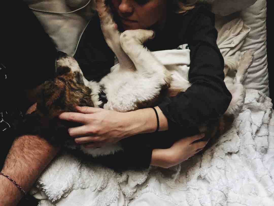 Quel est l'iPhone le plus grand en taille ?