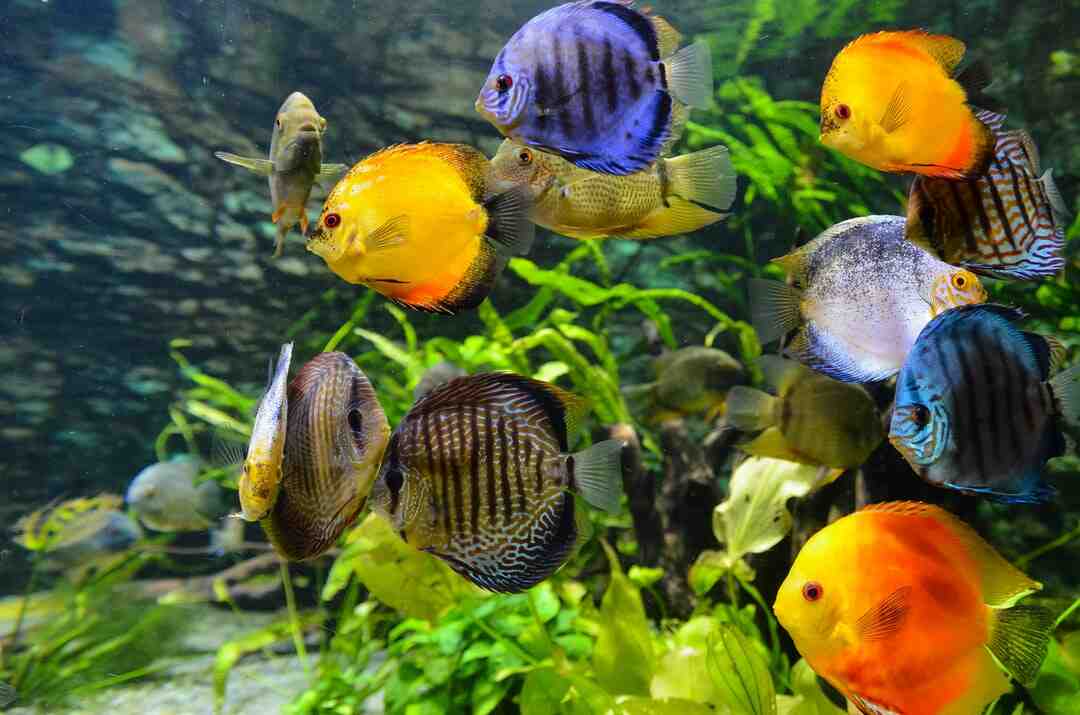 Quel poisson peut vivre ensemble ?