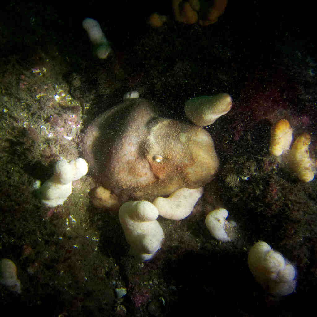 Quel symptôme quand on manque de magnésium ?