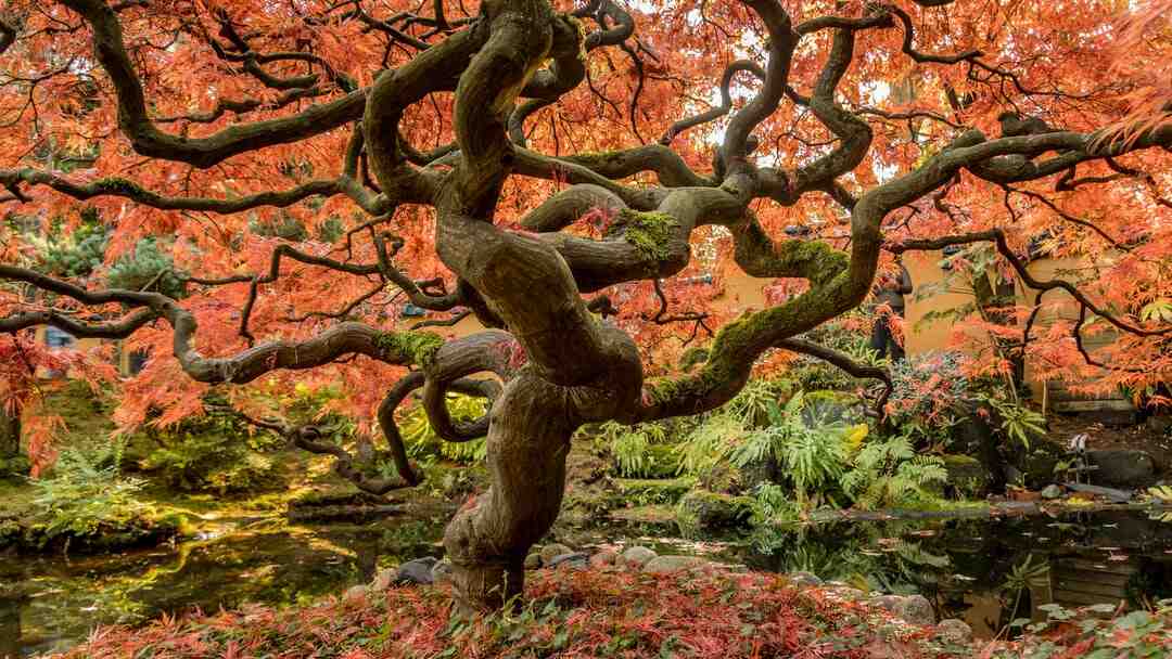 Quel type d'arbre pour faire du papier ?