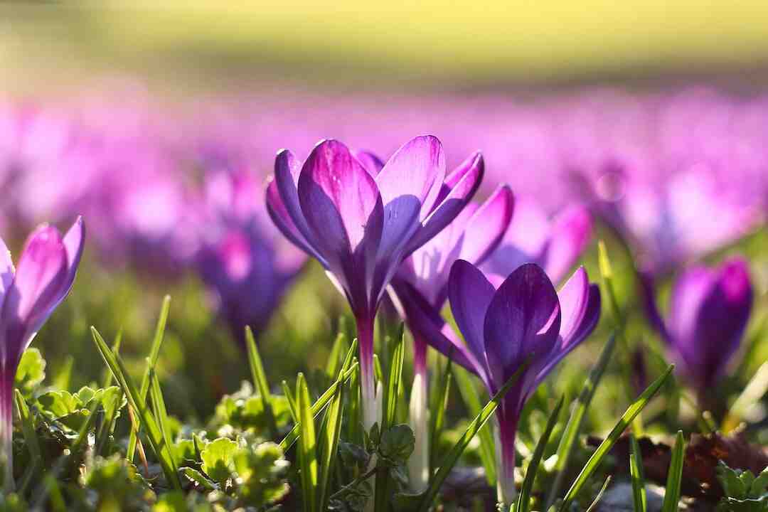 Quelles fleurs mettre en jardinière en avril ?