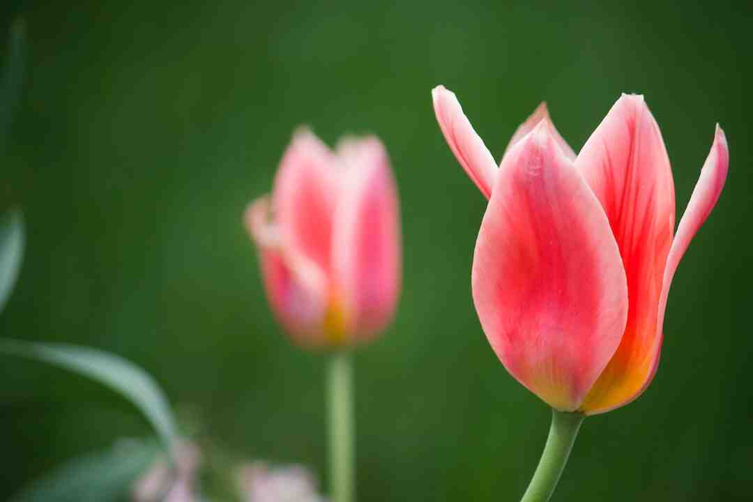 Quels sont les fleurs de l'été ?